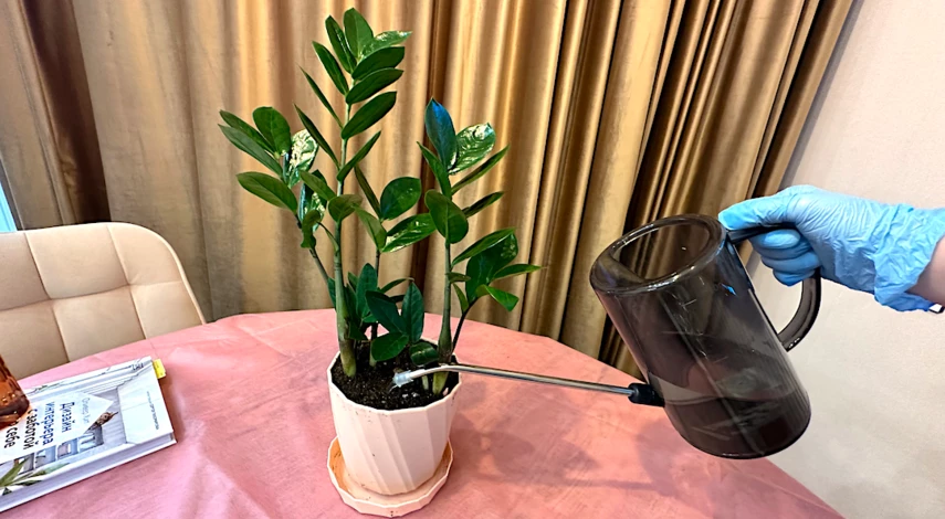 полив комнатных цветов