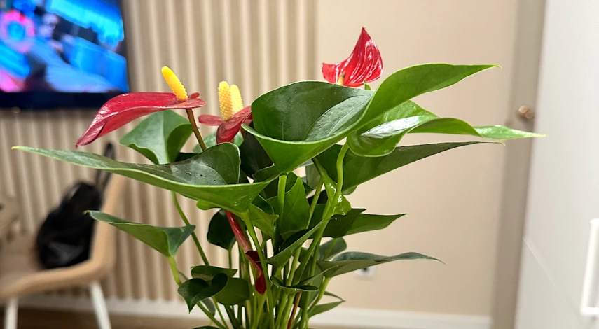 благоприятные дни декабрь лунный календарь