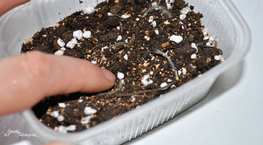 Посадка клематиса семенами