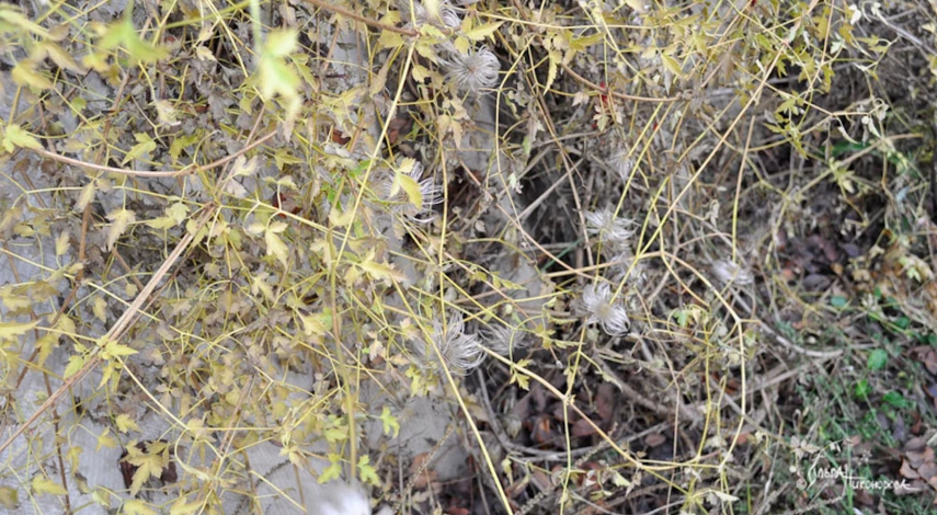 Клематис размножение семенами