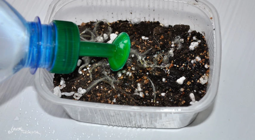 Стратификация семян клематиса