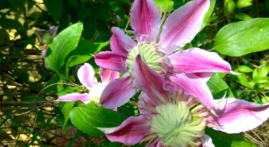 Как вырастить клематис из семян