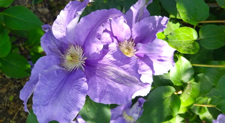 Посев клематиса семенами