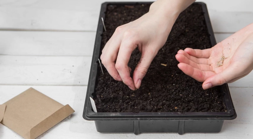 посев томатов в домашних условиях