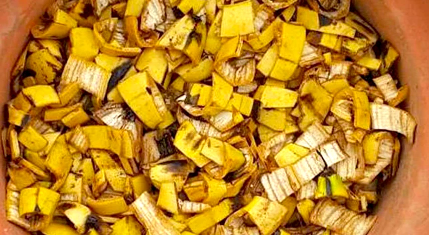 удобрение из бананов