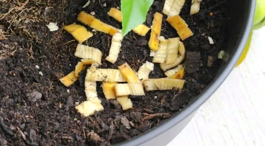 натуральное удобрение для цветов