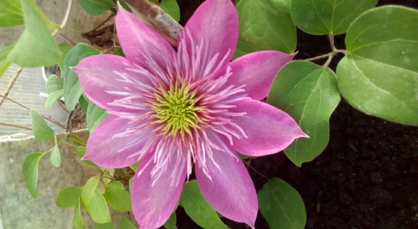 клематис виды