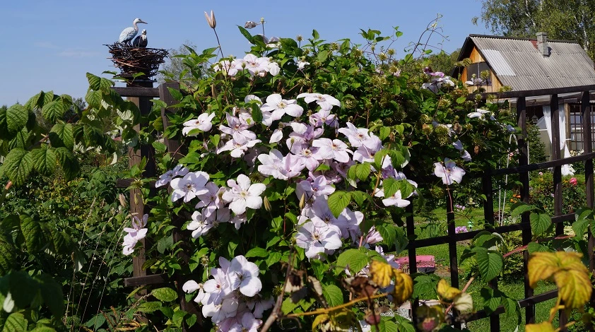 клематис описание