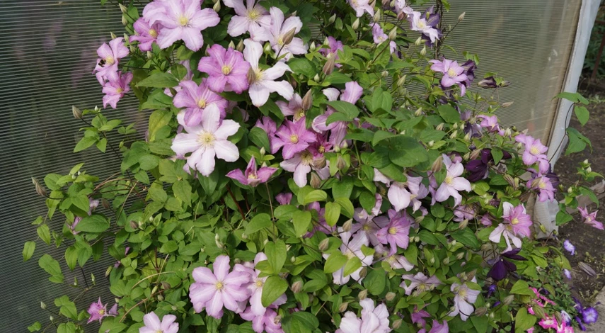 ломонос описание