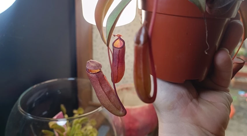 Непентес мухоловка