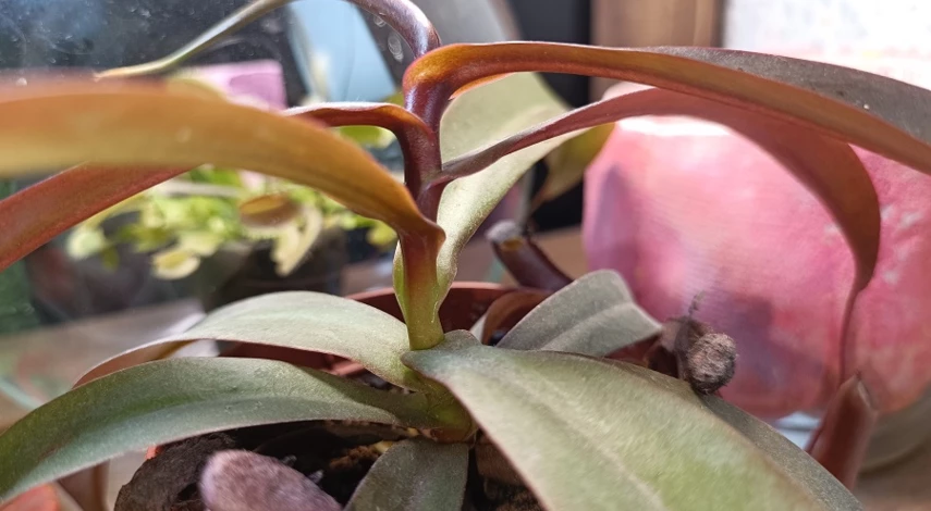 Цветок непентес