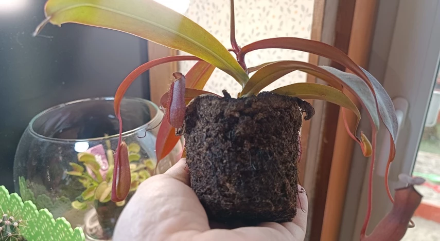 Непентес в домашних условиях