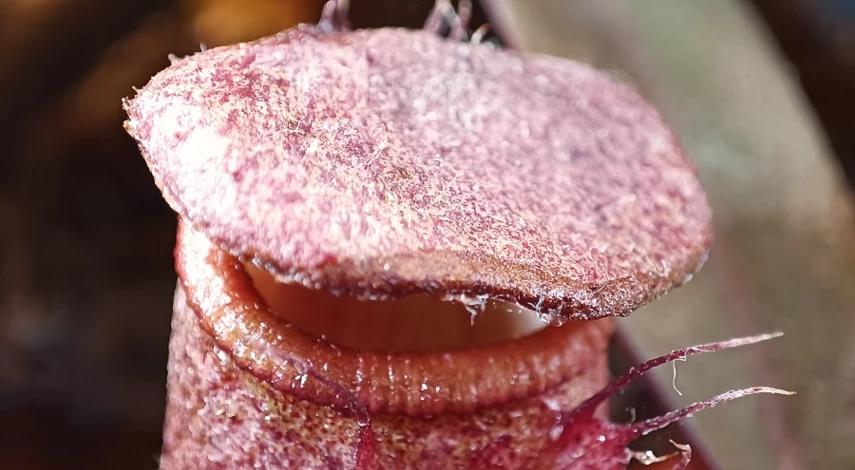 что такое непентес