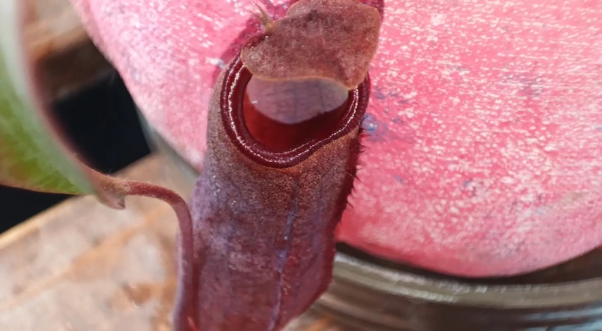 Непентес ловушка