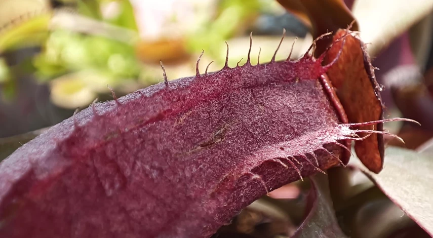 Непентес виды