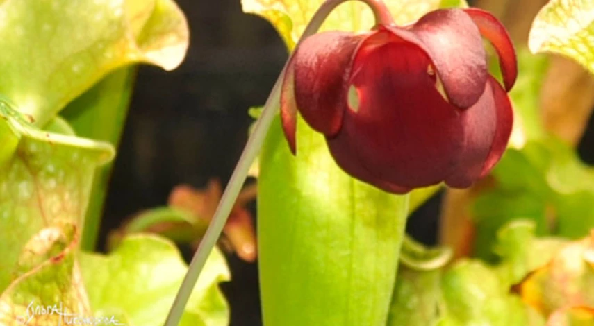 Саррацения домашняя