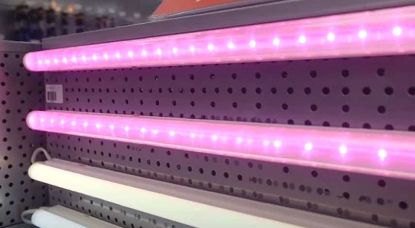 Саррацения подсветка