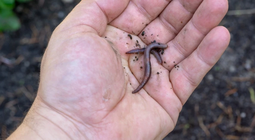 Саррацения уход