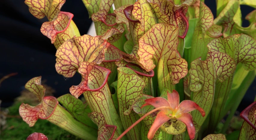 Саррацения хищник