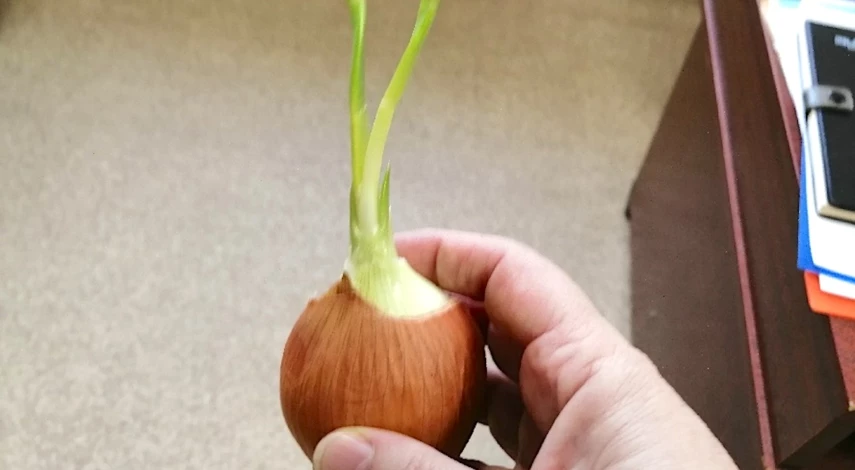 Как вырастить лук из луковицы