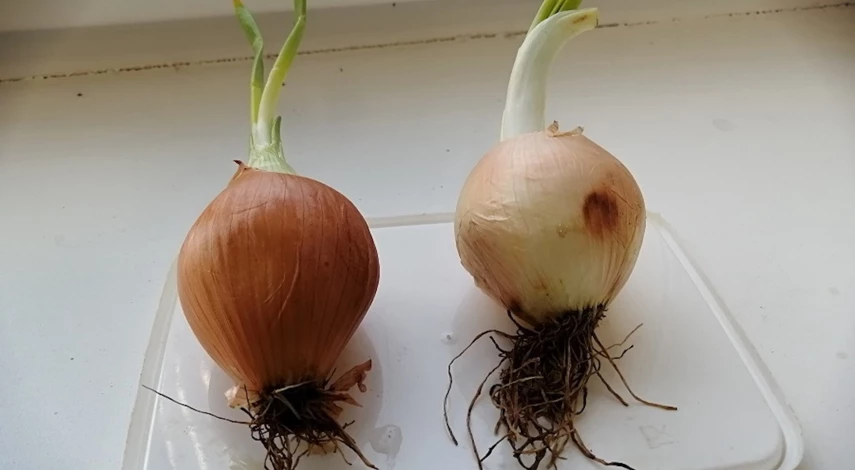 Лук на зелень зимой