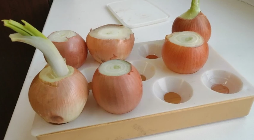 лук на перо на подоконнике