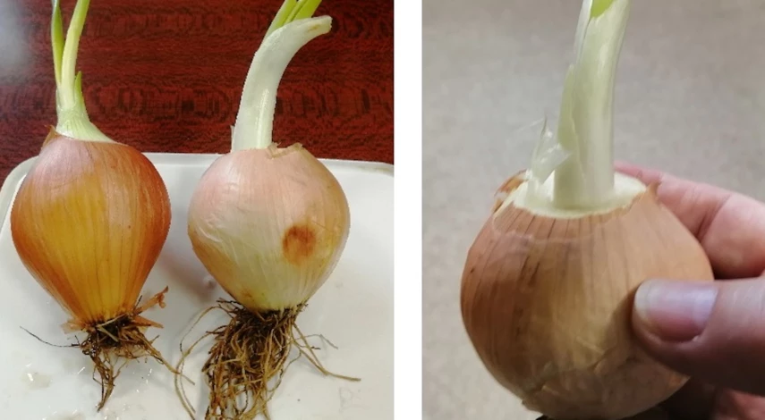 Как вырастить лук на подоконнике