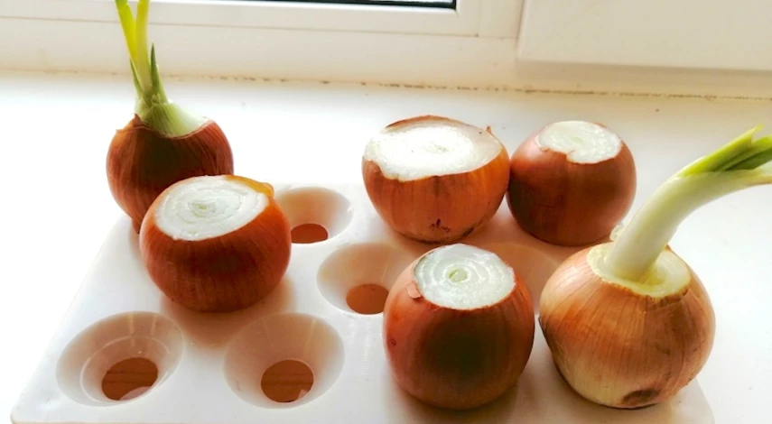 Как вырастить домашний лук
