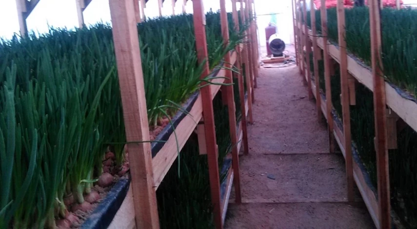 Выгонка лука на перо