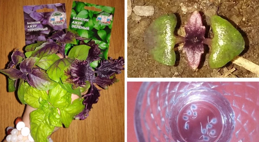 Базилик на подоконнике