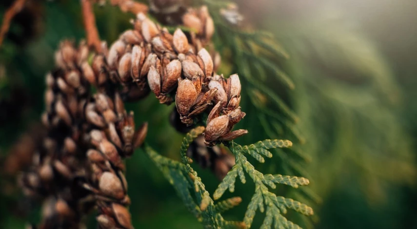 Семечки туи