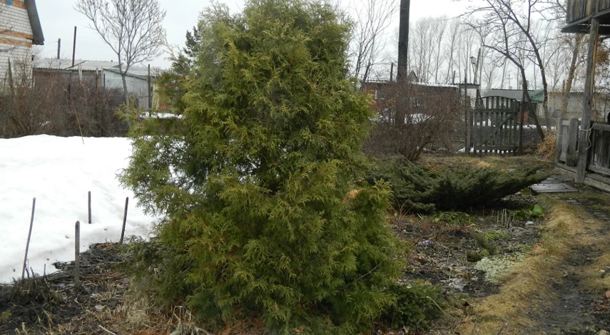 Посадка туи из семян