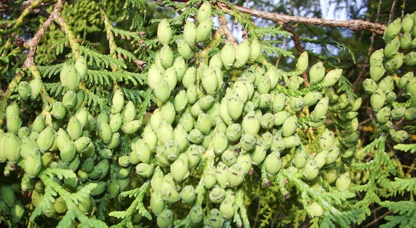 Выращивание туи из семян