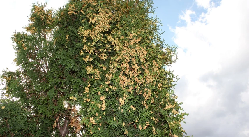 Туя из семян