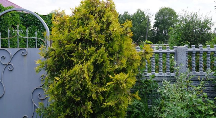 Как вырастить тую из семян