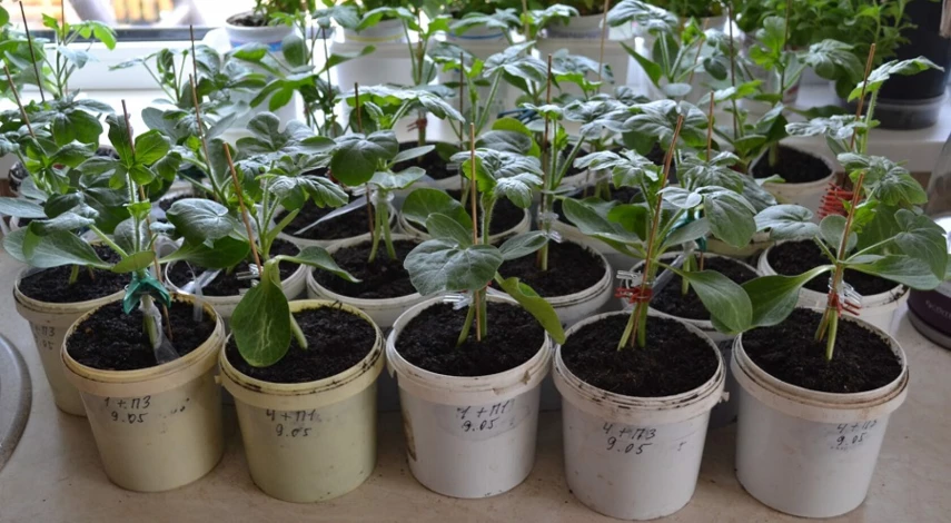 рассда арбуза