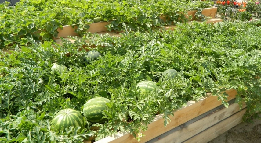 арбузы сорта лучшие