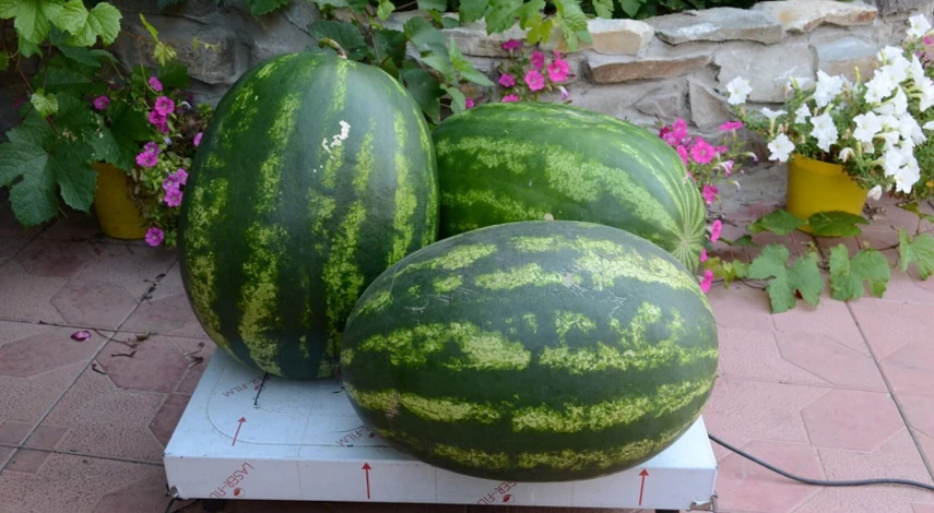 сорта арбузов для сибири