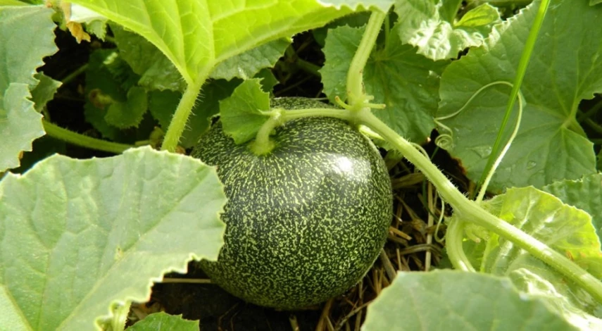 скороспелые сорта арбузов