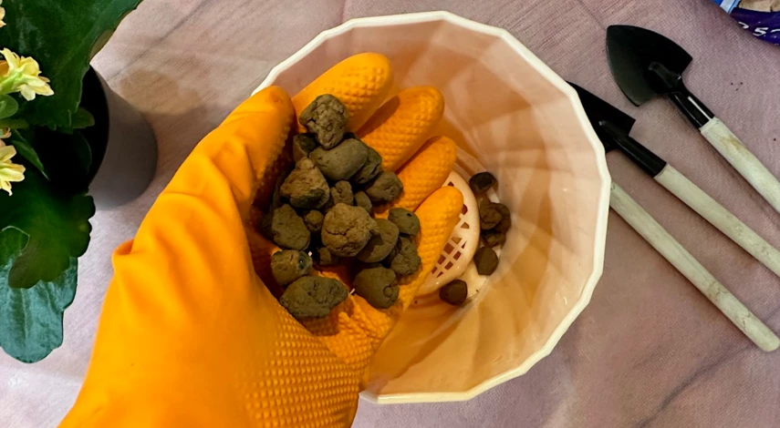 пересадка каланхоэ