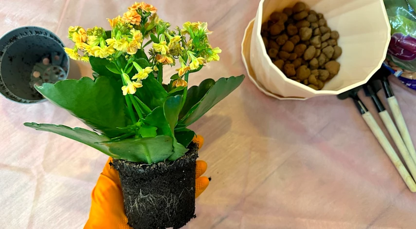 пересадить каланхоэ в домашних условиях