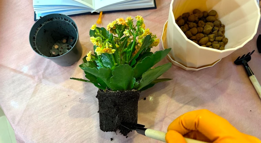 каланхоэ цветущее пересадила