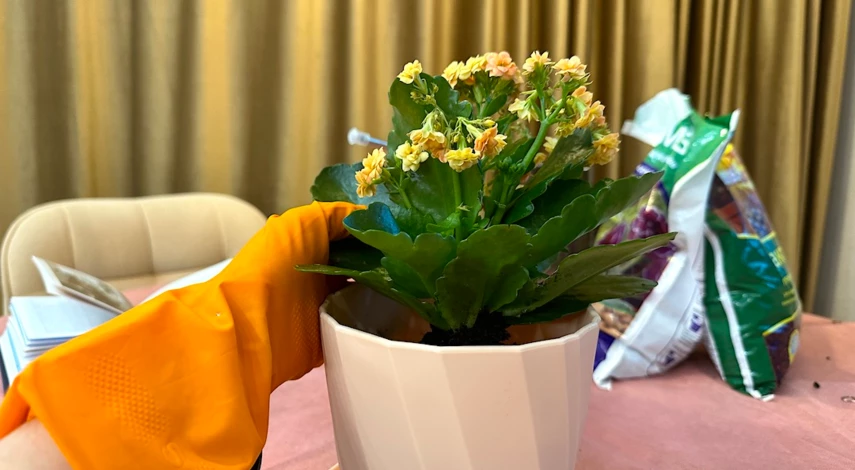 как пересадить каланхоэ в другой горшок