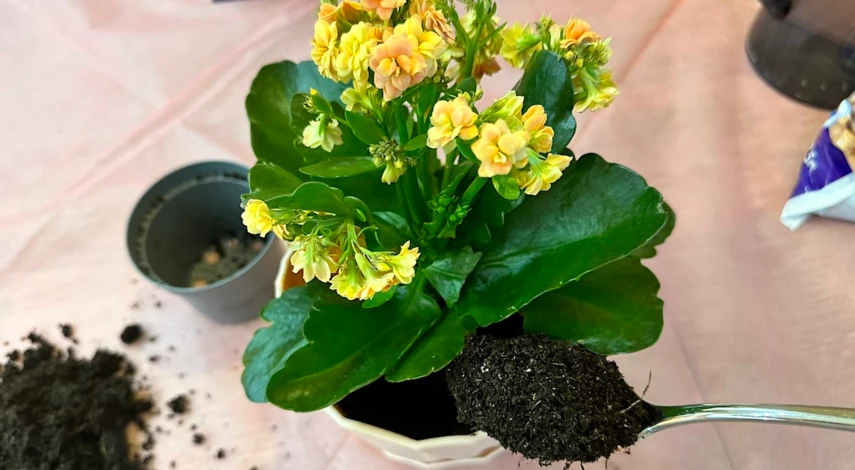 как пересадить купленное каланхоэ