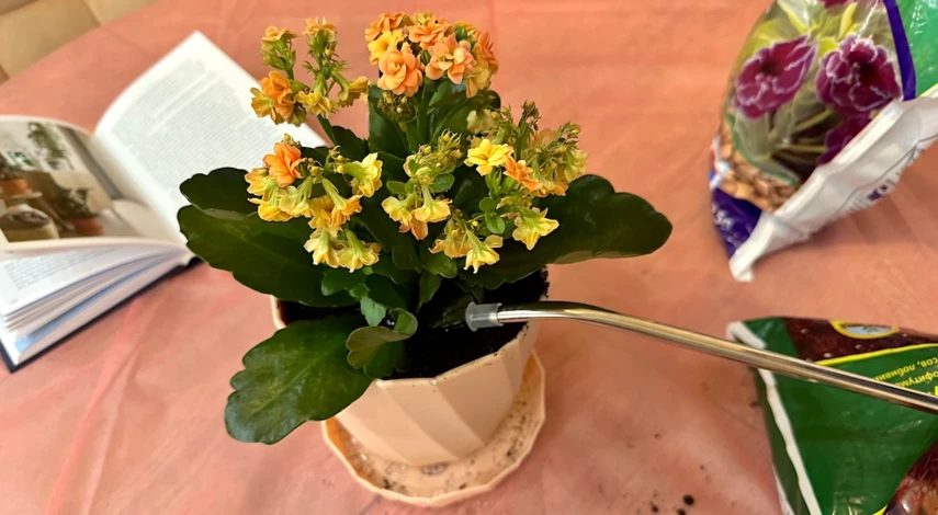 можно ли пересаживать каланхоэ