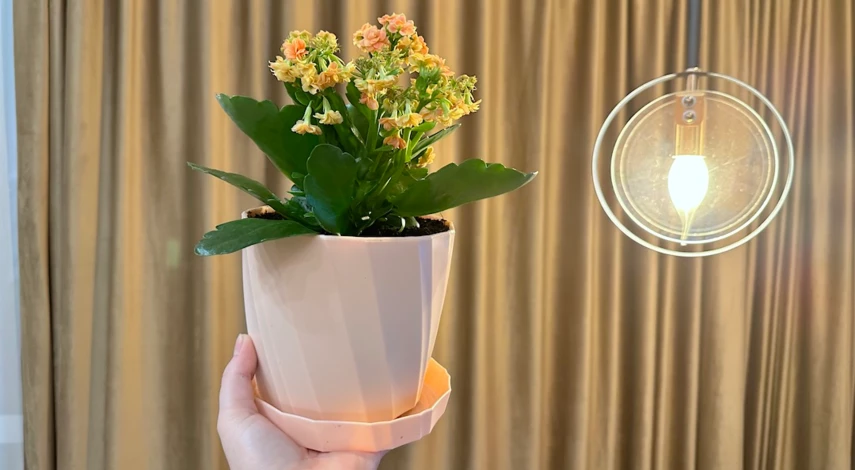 каланхоэ после покупки