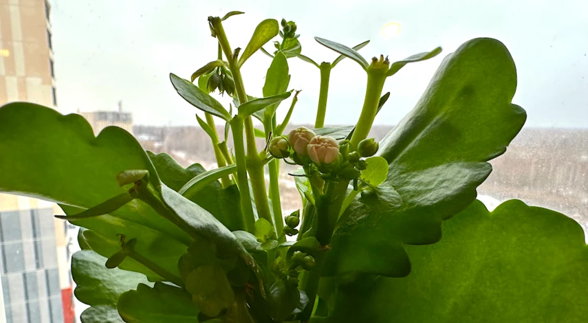 каланхоэ цветущий