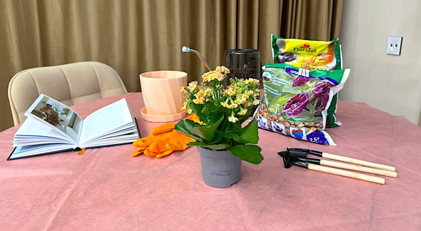 каланхоэ домашняя в горшке