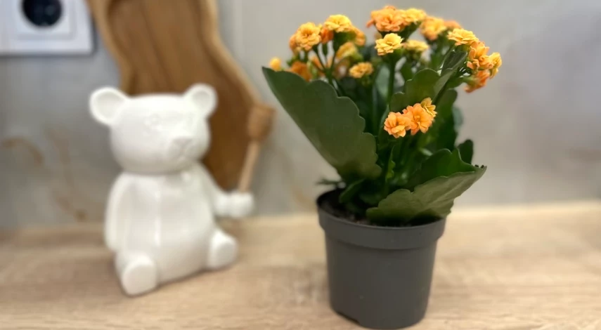 каланхоэ цветок пересадка