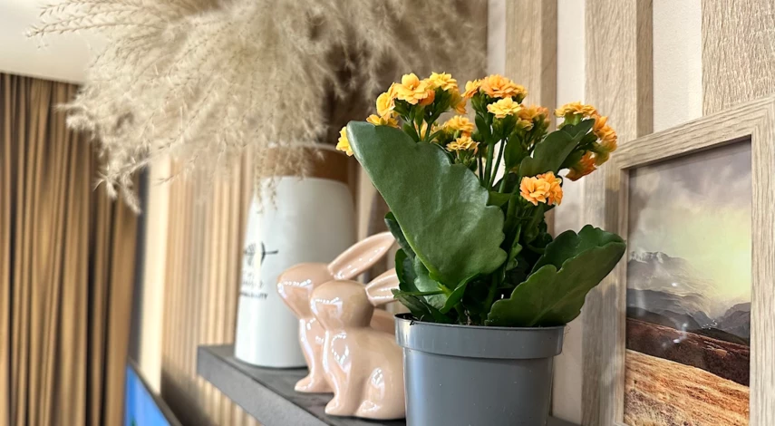 каланхоэ уход пересадка